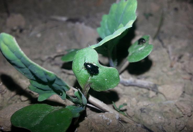L’altise d’hiver adulte est active surtout dans les premières heures qui suivent la tombée de la nuit.