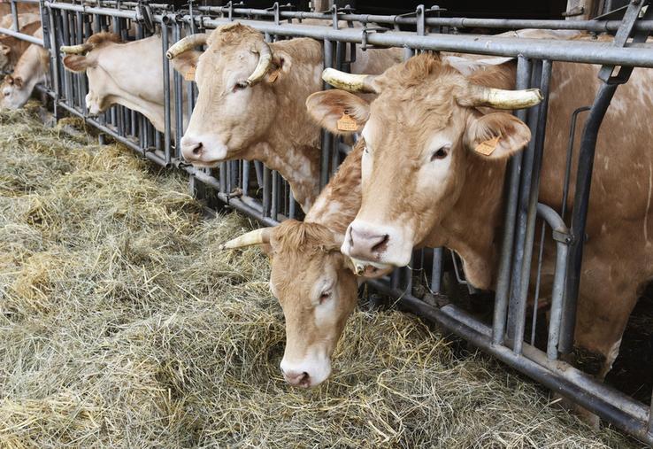 Le diagnostic Boviwell implique la venue d’un technicien sur l'exploitation pendant une demi-journée. 