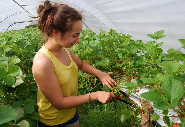 L'autocueillette pour que vous choisissiez vous-même vos produits.