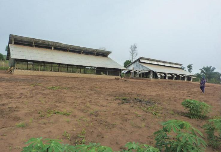 Elevage de volaille dans un poulailler africain.