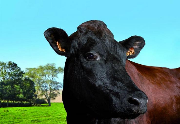 Filouse star du Salon de l'agriculture 2015