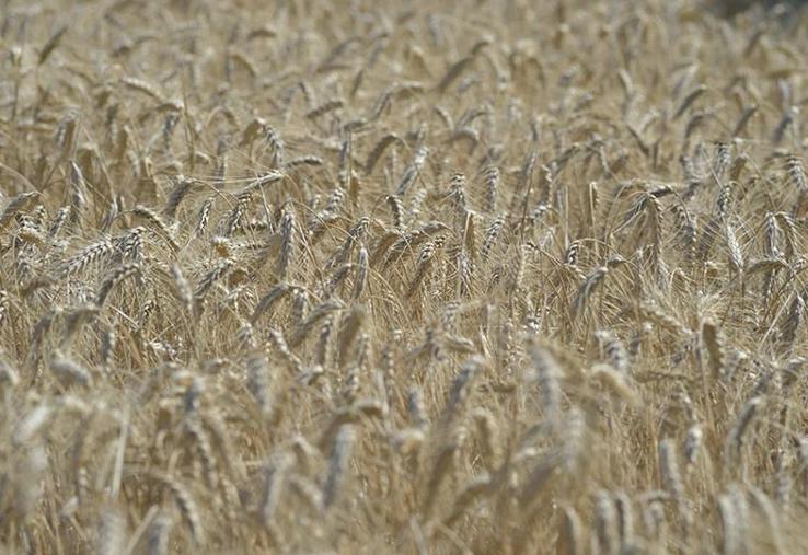 Culture de céréales.