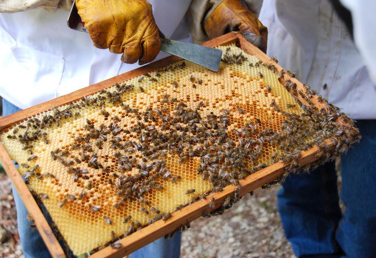 Un apiculteur tient un cadre sur lequel sont posées des abeilles.