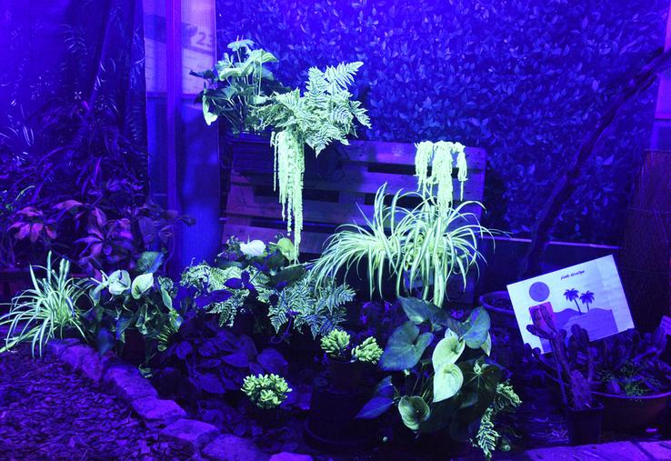 Les plantes luminescentes visibles au CFA de Bellegarde sont principalement de couleur verte. Quelques-unes sont blanches.