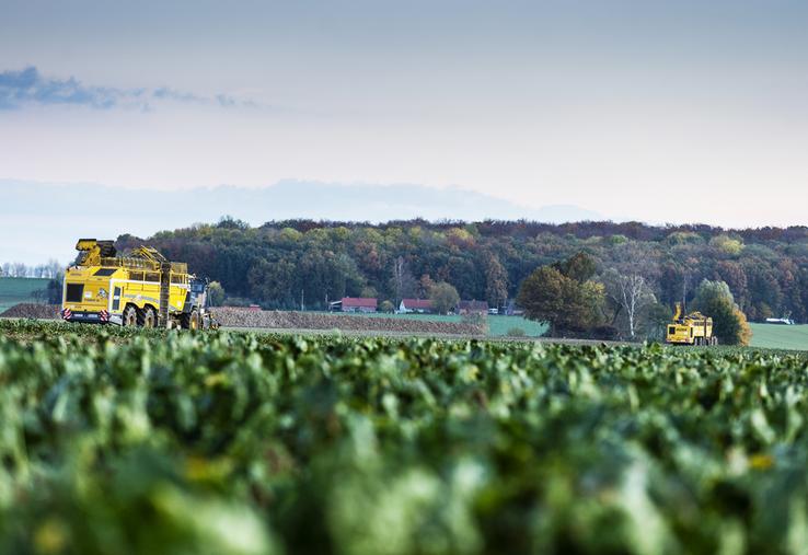 À Estrées-Saint-Denis (Oise) l'automne dernier, lors de la récolte des betteraves. 