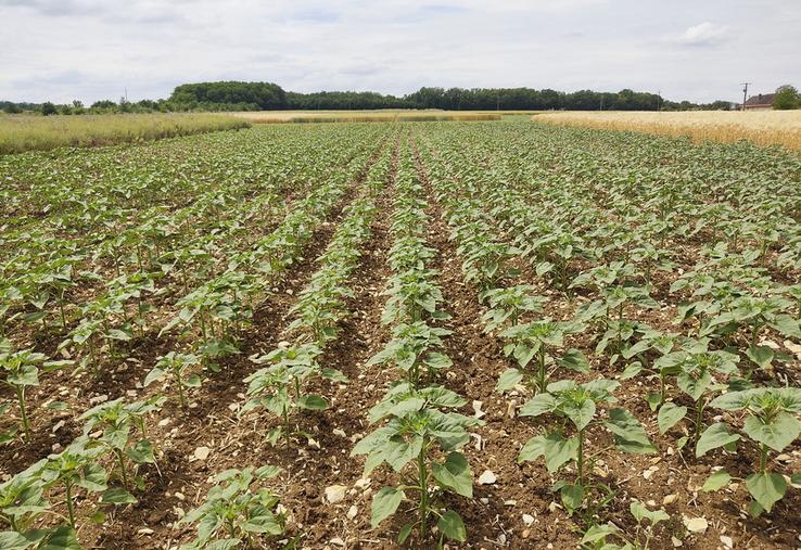 Terres Inovia a organisé un webinaire très suivi sur l'introduction de cultures de printemps pour diminuer l'usage des herbicides. 