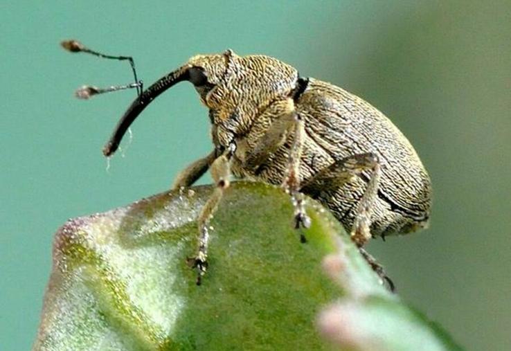 Le charançon de la tige du colza, en pondant dans la plante, l'affaiblit.