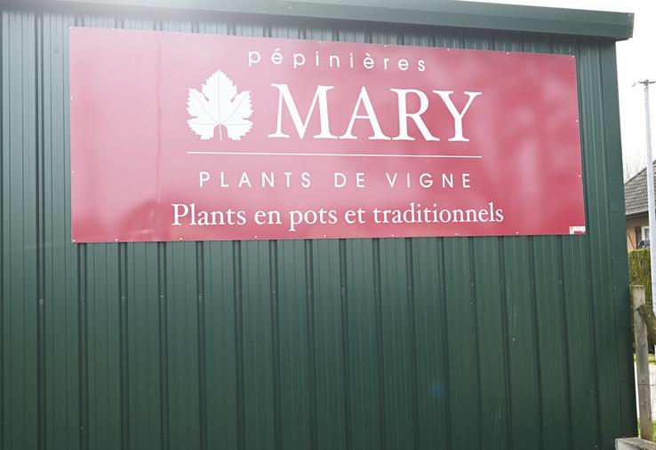 Les Pépinières Mary, situées à Thésée, produisent en moyenne 1 300 000 plants de vigne par an pour ses clients qui sont situés entre Sancerre et Vouvray. 