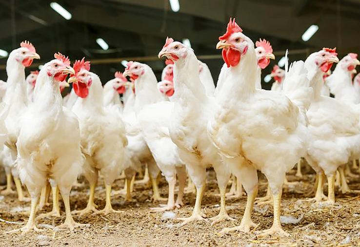 La filière française du poulet est en souffrance.