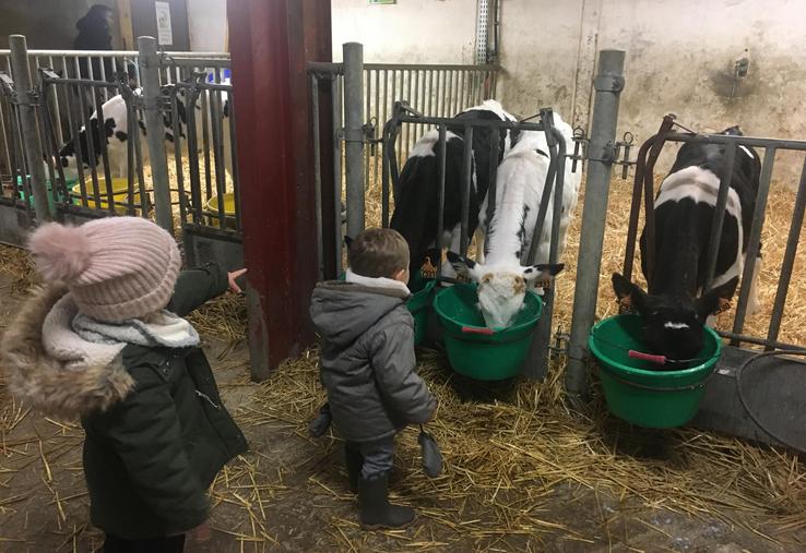 Enfants dans une ferme pédagogique, devant des veaux.