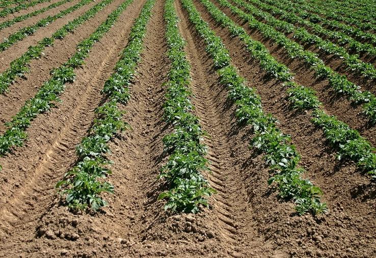 Le système de micro-irrigation de la société Eaux vives sera installé sur les 30 hectares de pommes de terre de Julien Pichot.
