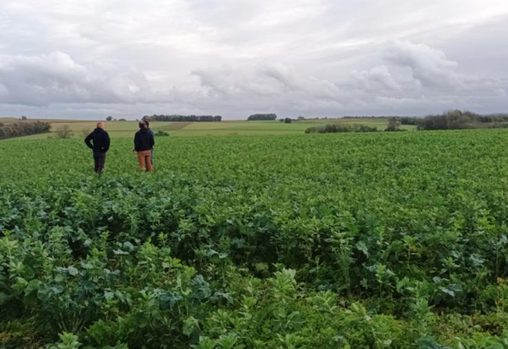 Mieux connaître les atouts des plantes compagnes est l'objectif d'une enquête lancée auprès des agriculteurs.