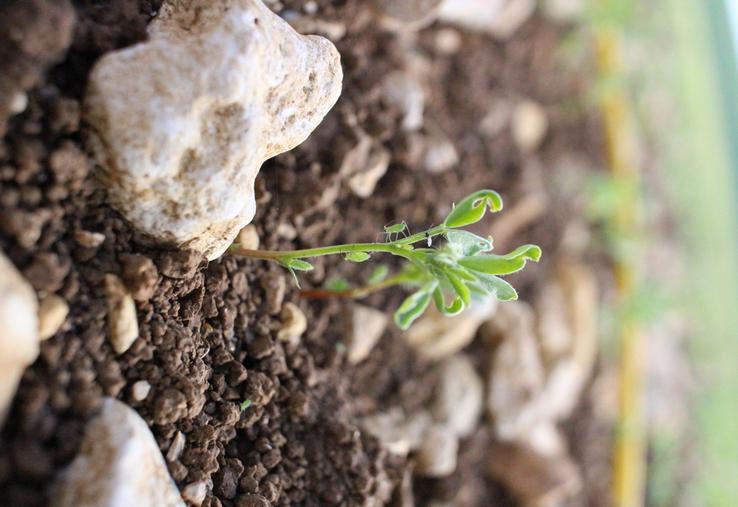 Les conditions climatiques douces favorisent la présence du puceron vert. Il est nécessaire d’observer les parcelles dès maintenant. 
