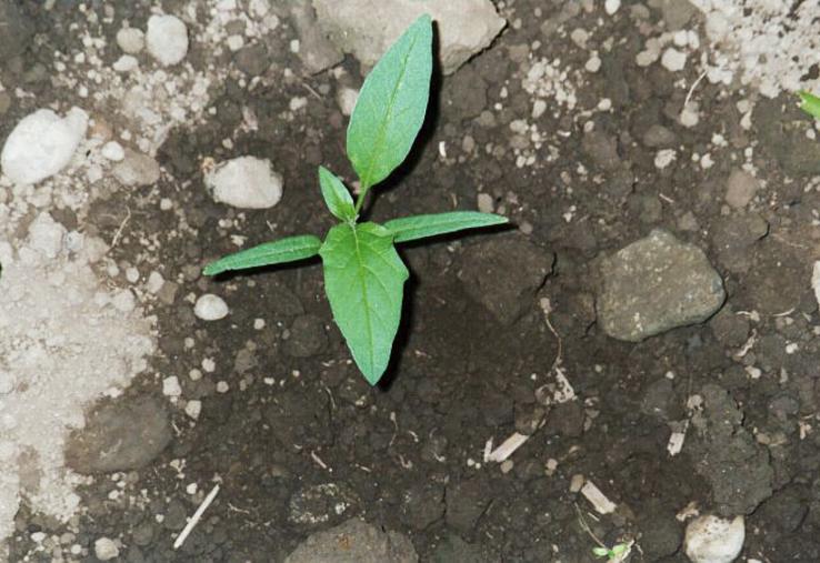 Datura au stade 2 feuilles.