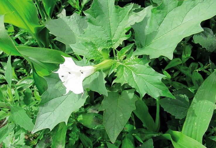 Le datura lève de manière échelonnée du printemps jusqu’à l’automne, ce qui complique la lutte contre cette adventice toxique.