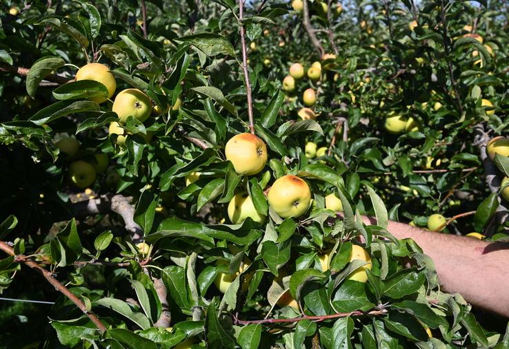 Toutes les variétés de fruits à cidre sont éligibles. Les variétés de table sont exclues du dispositif.