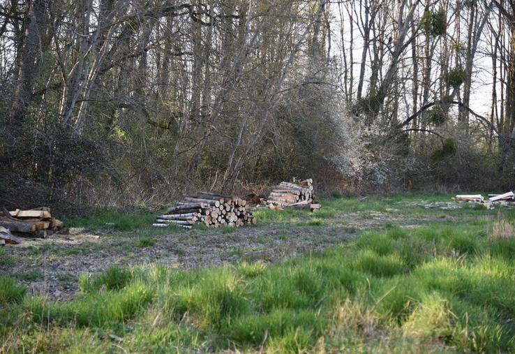 La moitié du bois exploité est destiné au chauffage. 