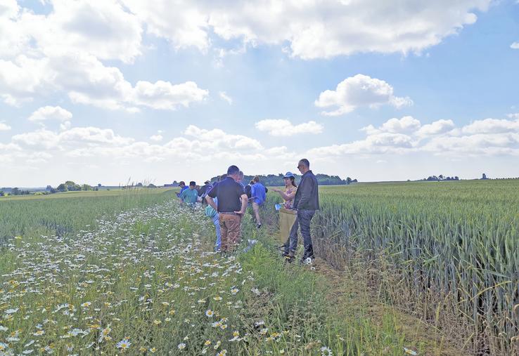 Visite de bandes fleuries et découverte de leur intérêt ont été au coeur de la journée du 7 juin dernier.