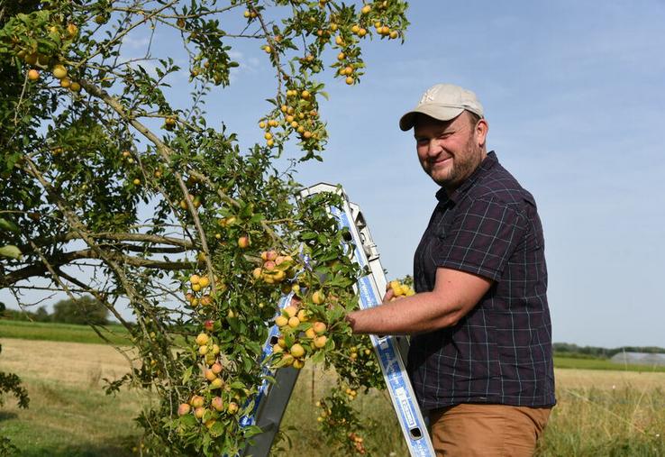 Gabriel Beaulieu cultive de la prune sur deux hectares de son exploitation, afin d'obtenir une petite production à valoriser en vente directe.