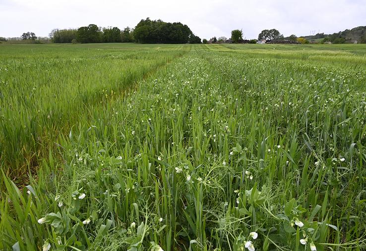 Expérimentation en agriculture biologique de mélanges de céréales et de protéagineux.