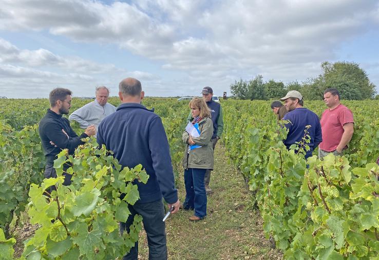 Mardi 17 septembre, à Thoré-la-Rochette. Des vignerons de l'appellation Coteaux du Vendômois se sont réunis pour une visite pré-vendanges.