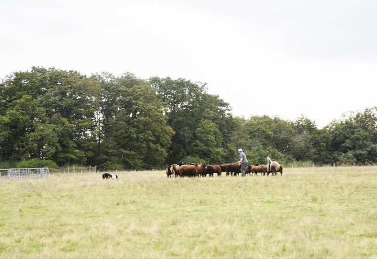 Dimanche 6 octobre, à Bouglainval. La Ferme autour du grain a accueilli le championnat de France inter-races de chiens de troupeau.