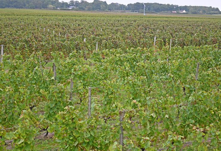 Un bilan de mi-parcours permet de faire état des avancées en cours au sein du vignoble de la Loire, dans le cadre du plan de filière Loire 2030. 