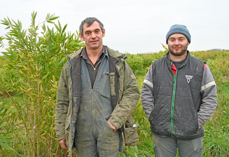 Romuald Luche et son fils Dorian ont planté 2,5 hectares de bambous en 2022, une culture encore marginale en France.