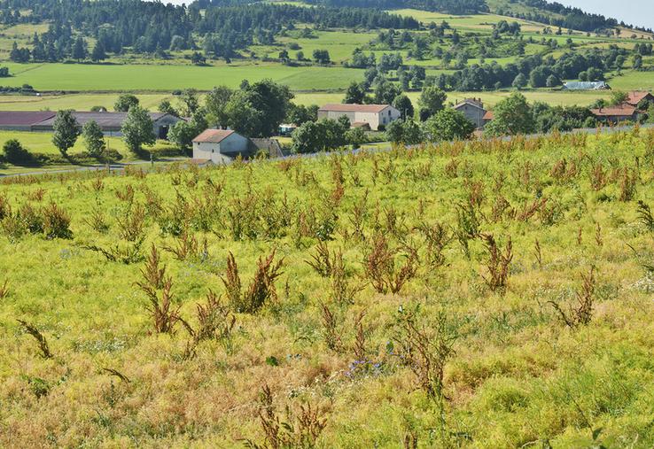 L’utilisation du désherbant Nirvana S sur la lentille est permise par dérogation jusqu'au 13 juillet.