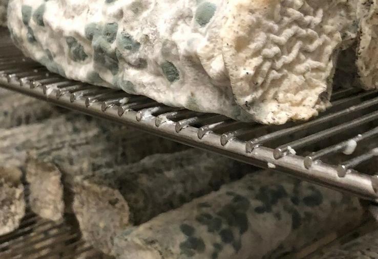 L'accident du bleu est causé par le développement de moisissures du genre Penicillium.