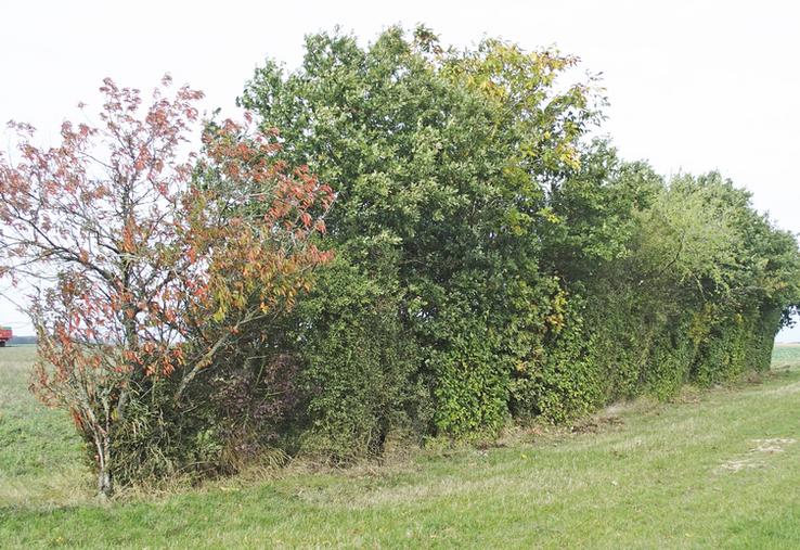 La taille des haies et des arbres est possible cette année jusqu’au 16 avril.