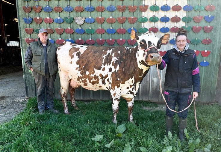 Lundi 1er avril, à La Bazoche-Gouet. See, une normande de l'EARL Guéret, fait la fierté de ses éleveurs en remportant le titre de réserve Grande championne au concours national de la race.