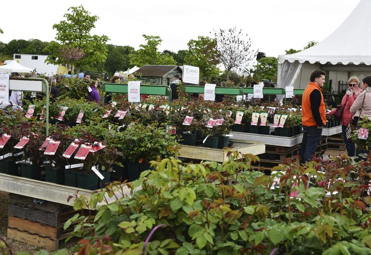 Les rosiéristes, comme ici Les Roses anciennes André Ève, proposaient une grande diversité de variétés aux couleurs éclatantes.
