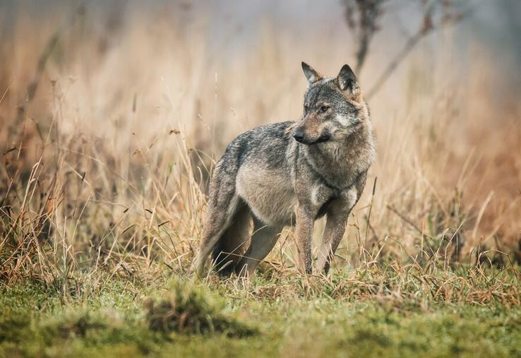 Gray wolf (Canis lupus)