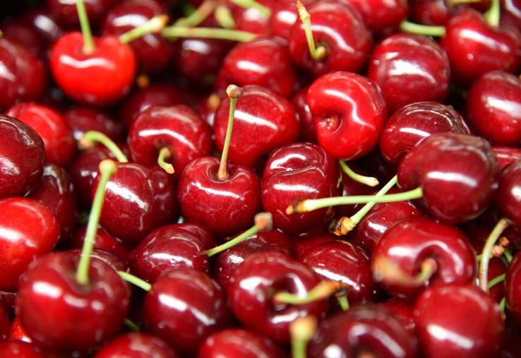 La cerise, un fruit devenu fragile face aux aléas climatiques et aux ravageurs émergents. 