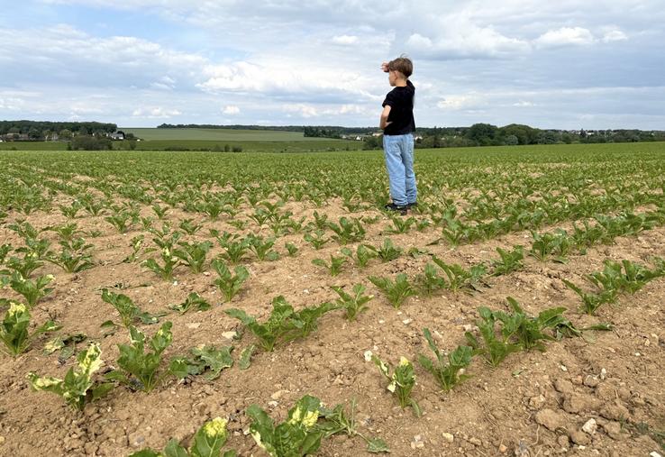 Enfant dans un champ de betteraves regardant au loin.