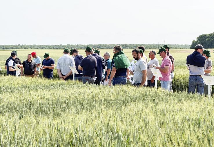 Mardi 3 juin, à Marboué. Les adhérents de la Cabbep ont pu observer sur une plateforme les différentes variétés proposées par leur coopérative.