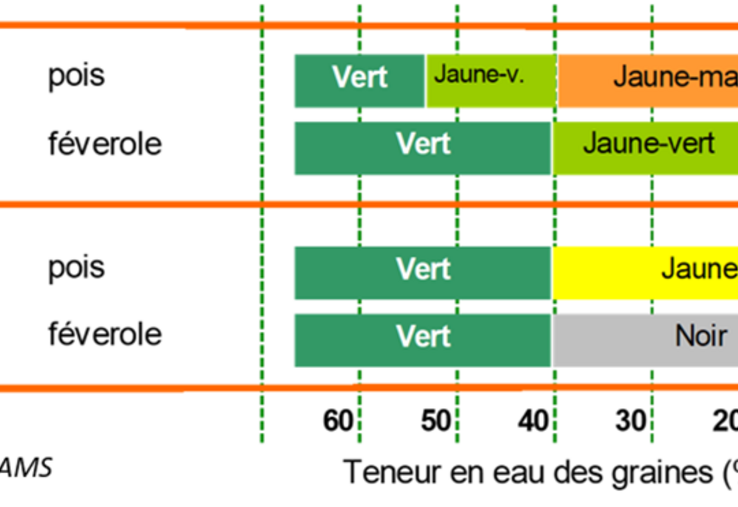 La couleur des tiges et des gousses constitue un indicateur permettant d’estimer la teneur en eau des plantes.