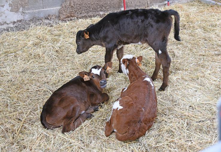 La FCO a provoqué jusqu’à 30 % de pertes de veaux.