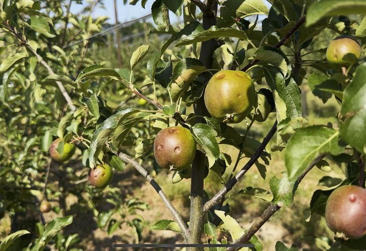 Lundi 16 juin, à Saclay (Essonne). Des pommes ont subi des impacts de grêle.