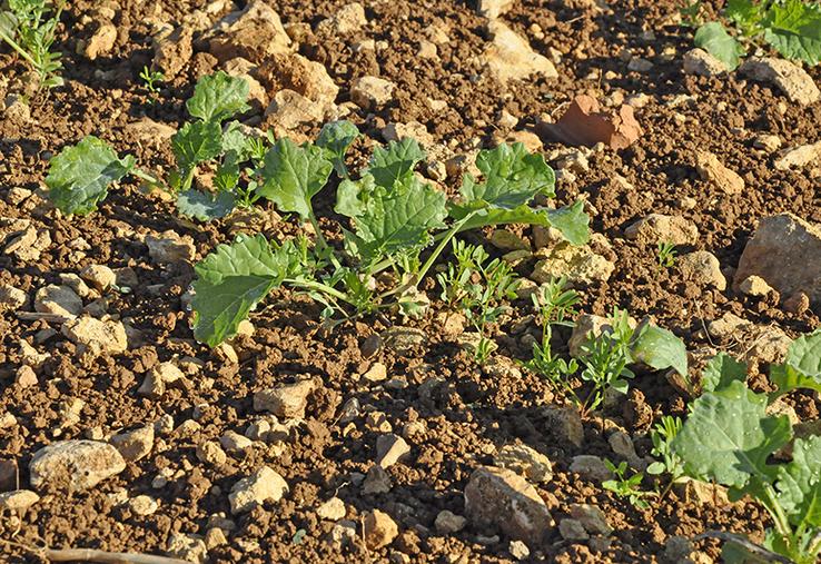  Colza associé à la lentille. 
