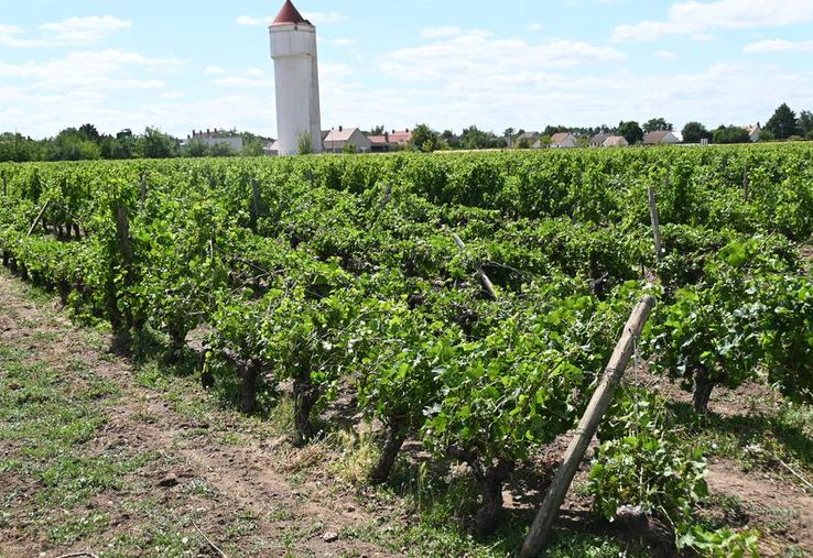Après les orages qui ont sévi mercredi 25 juin, au sein du Domaine des Brissettes, à Saint-Claude-de-Diray, Olivier Cadoux estime les pertes à au moins 50 % de la prochaine récolte.