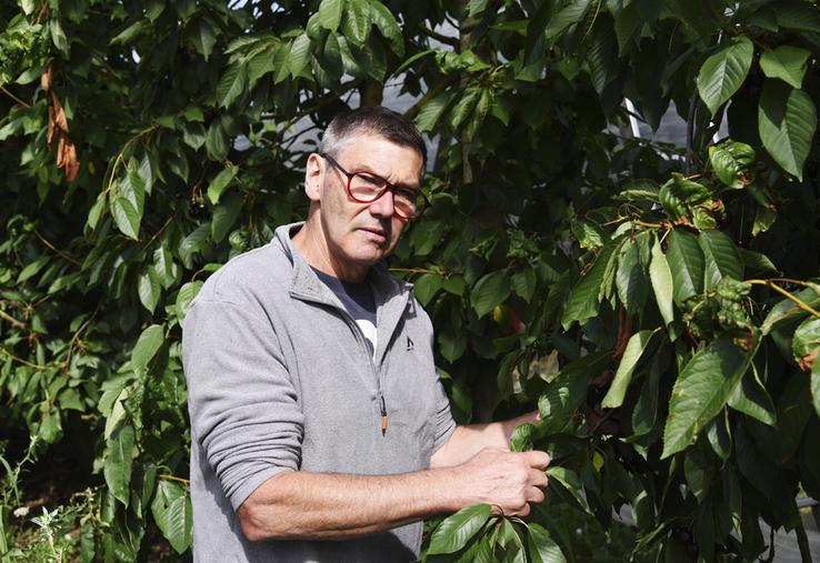 Thierry Lanson, arboriculteur à Saint-Hilaire-Saint-Mesmin, cultive 15 hectares de cerisiers.