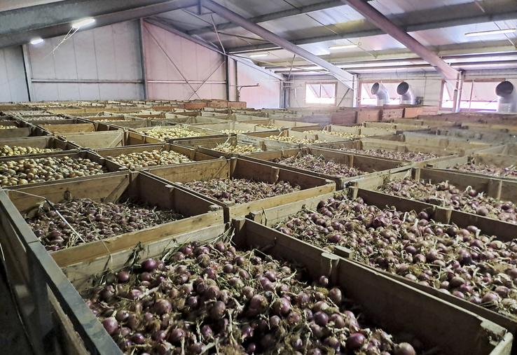 La Ferme d'Erquinvillers traite actuellement 50 000 tonnes de condiments (oignon, ail, échalote) par an et livre l'ensemble des enseignes de la grande distribution française. 