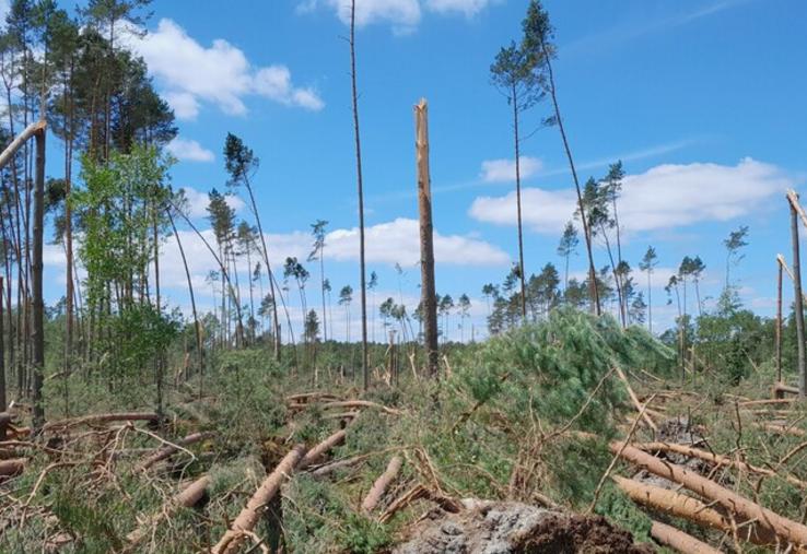 L’État continue d’accompagner les propriétaires forestiers dans le renouvellement de leurs forêts grâce au dispositif France nation verte.