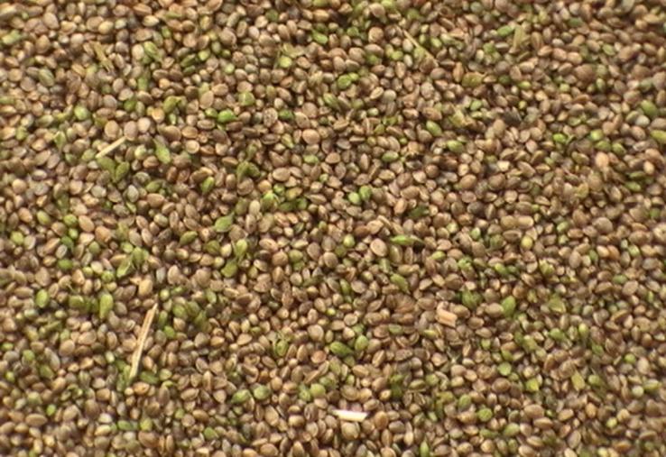 Bon stade de récolte du chènevis (moins de 10 % de grains verts).
