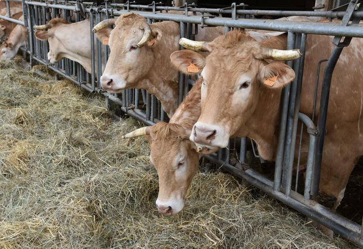 En chemin vers une filière équitable viande bovine francilienne. 
