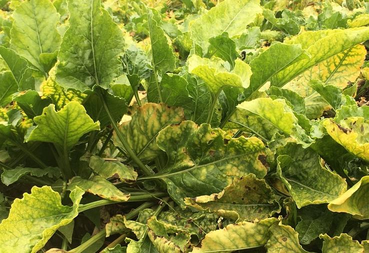 La censure partielle de la loi Duplomb par le Conseil constitutionnel prive certaines filières agricoles d’outils essentiels, notamment l'acétamipride pour protéger la betterave de la jaunisse.