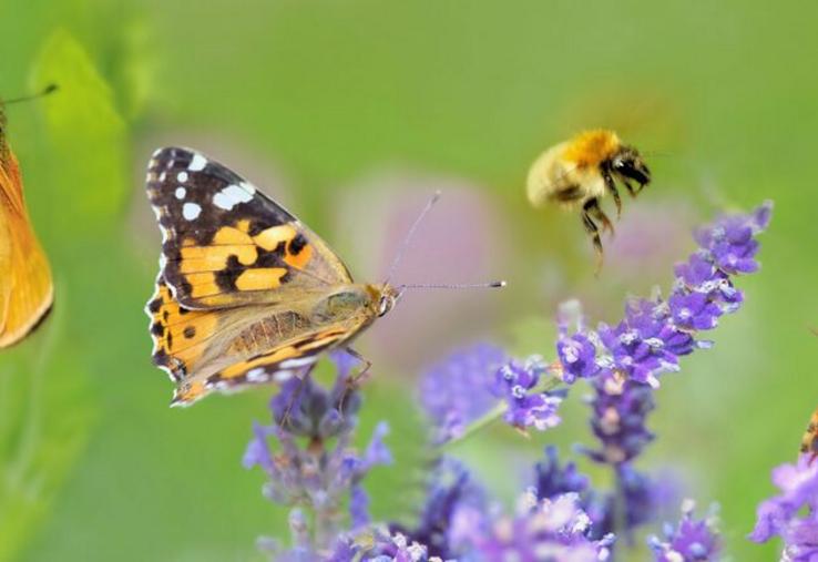 Les pollinisateurs jouent un rôle crucial dans les agroécosystèmes. 