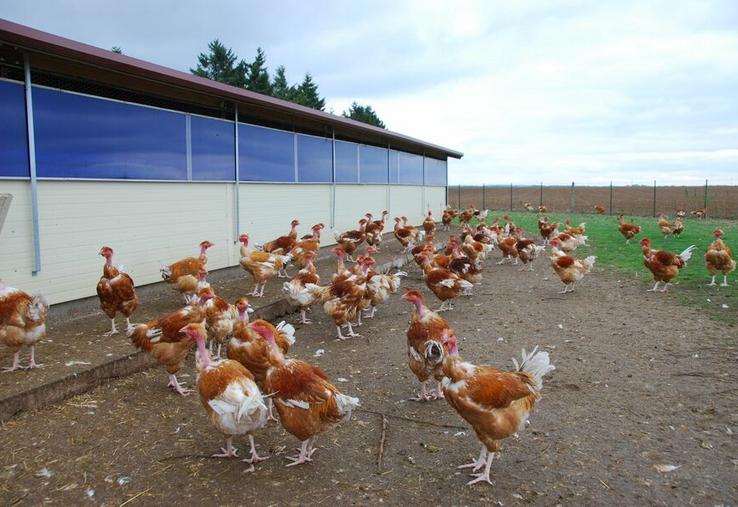 En cas de confinement sanitaire imposé par l'influenza aviaire, certains élevages peuvent prétendre à des dérogations d'accès à des parcours réduits. 